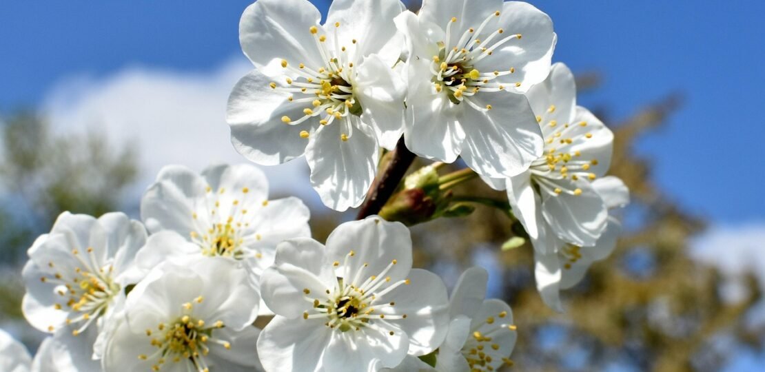 g53ab821c37f9fa2c28b5a65158065359685e0c74daf4f8bdc5ec220fb0d1942878f7fa8c38545bb99c59e62b9be0155dba0a3dbb0f99541098c48208ab1ef3c2_1280-1363318