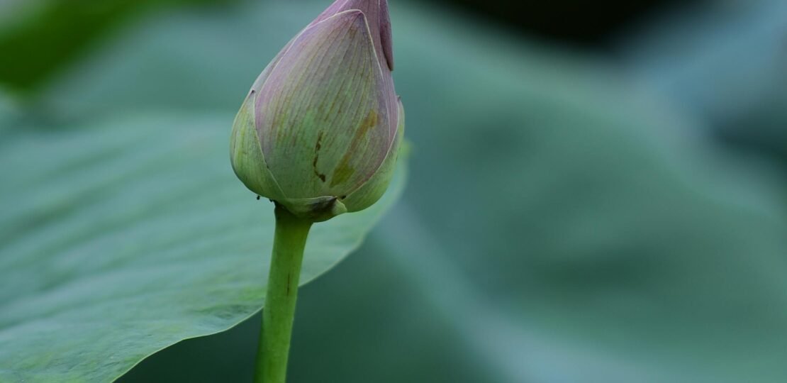 pexels-photo-35339241-35339241