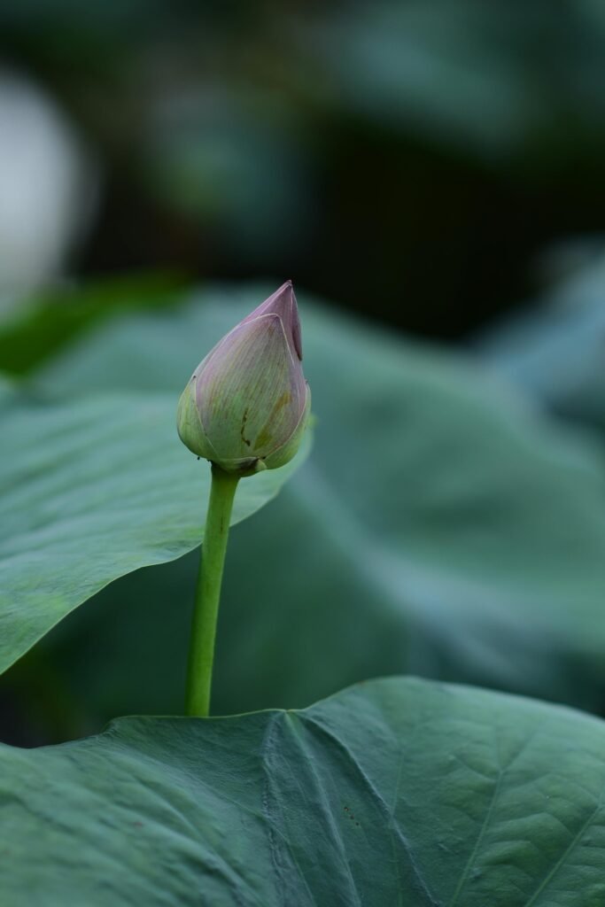 Close-up of a lotus bud surrounded by lush green leaves, symbolizing natural growth and tranquility.