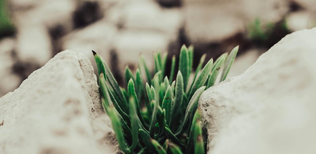 pexels-photo-9596271-9596271