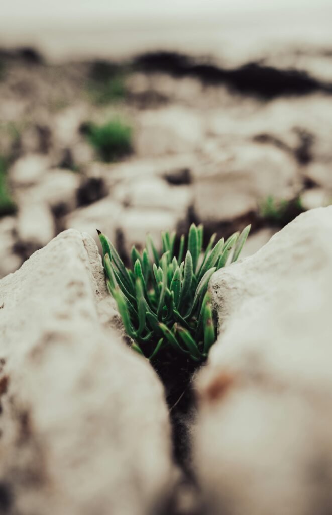 A vibrant green plant emerging between rocks, symbolizing resilience in nature.