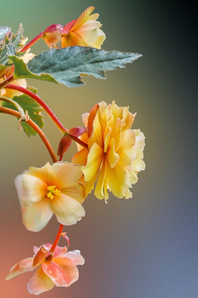 flowers, flower background, flower wallpaper, yellow flowers, petals, yellow petals, beautiful flowers, bloom, blossom, flora, nature, plant, flowering plant, spring, bokeh, closeup, begonia